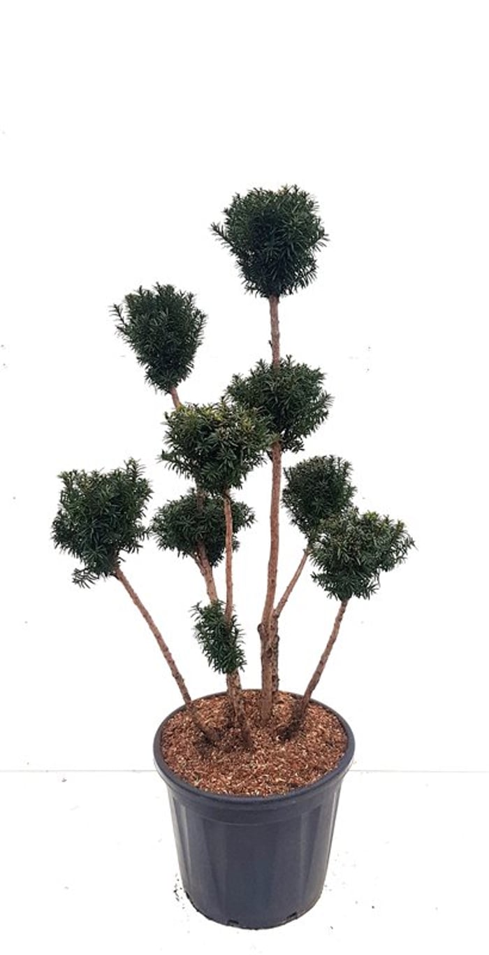 Taxus media 'Hicksii' - 100-120 CM PonPon Cont.